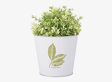 Picture for category Plants & Pots